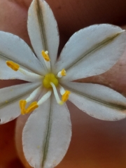 Chlorophytum graminifolium