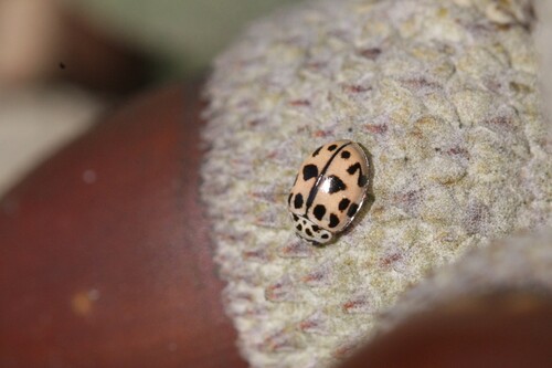 Poplar Ladybird Beetle