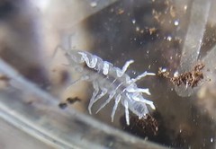 Cylindroniscus