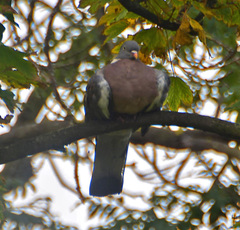 Columba palumbus