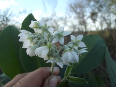 Solanum umbellatum