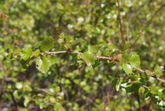Betula divaricata