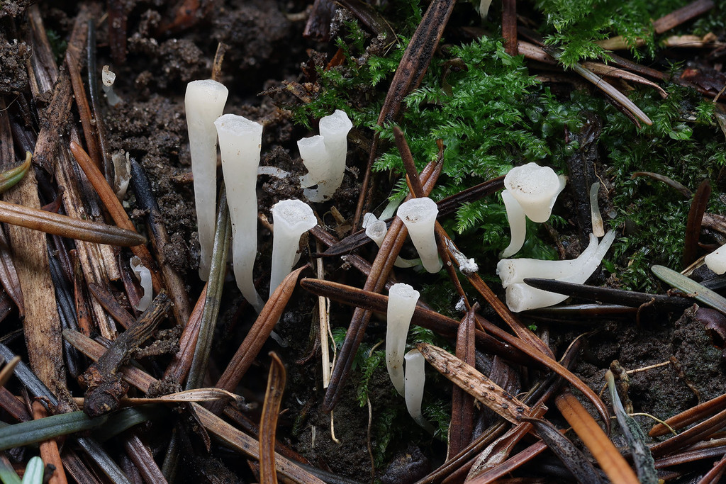 Clavicorona taxophila · November 2025 · photo: © mycobel (iNaturalist, cc-by)