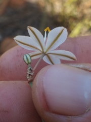 Chlorophytum graminifolium