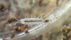 Cylindroniscus