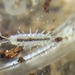 Cylindroniscus - Photo (c) Janet Guardiola, some rights reserved (CC BY-NC), uploaded by Janet Guardiola