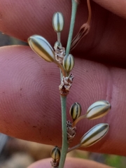 Chlorophytum graminifolium