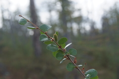 Betula divaricata