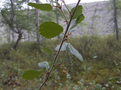 Betula divaricata