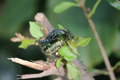 Protaetia brevitarsis