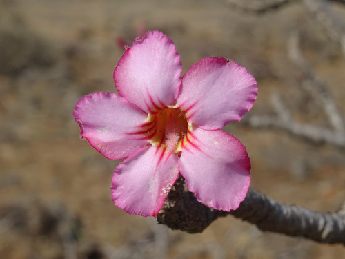 Adenium dhofarense