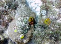 Siphonodictyon coralliphagum