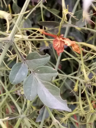 Image of Jasminum officinale by (c) Karim Haddad, some rights reserved (CC BY)