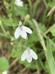 Rhinacanthus xerophilus