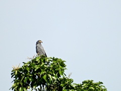 Helicolestes hamatus