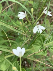Rhinacanthus xerophilus
