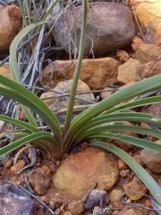 Chlorophytum graminifolium