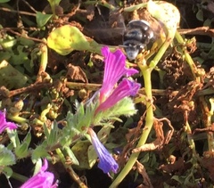 Anthophora alluaudi