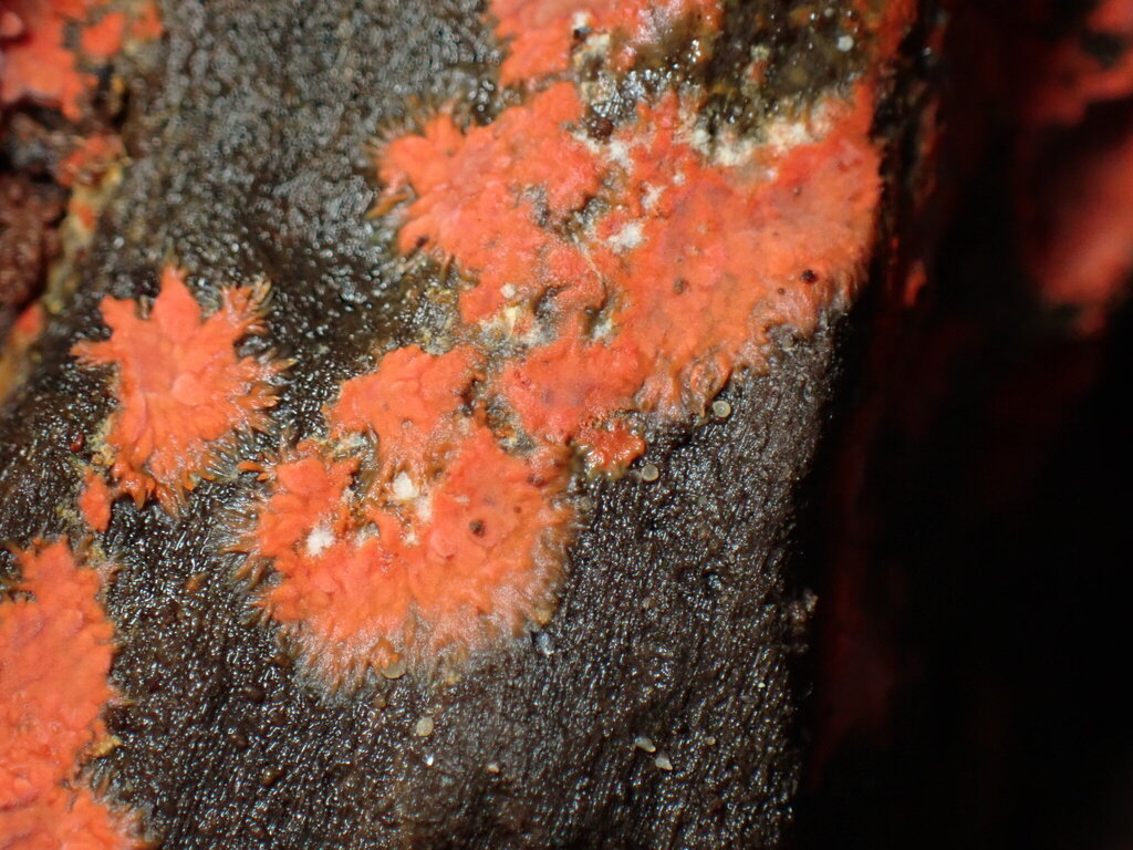 Phlebia coccineofulva