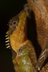 Acanthosaura lepidogaster