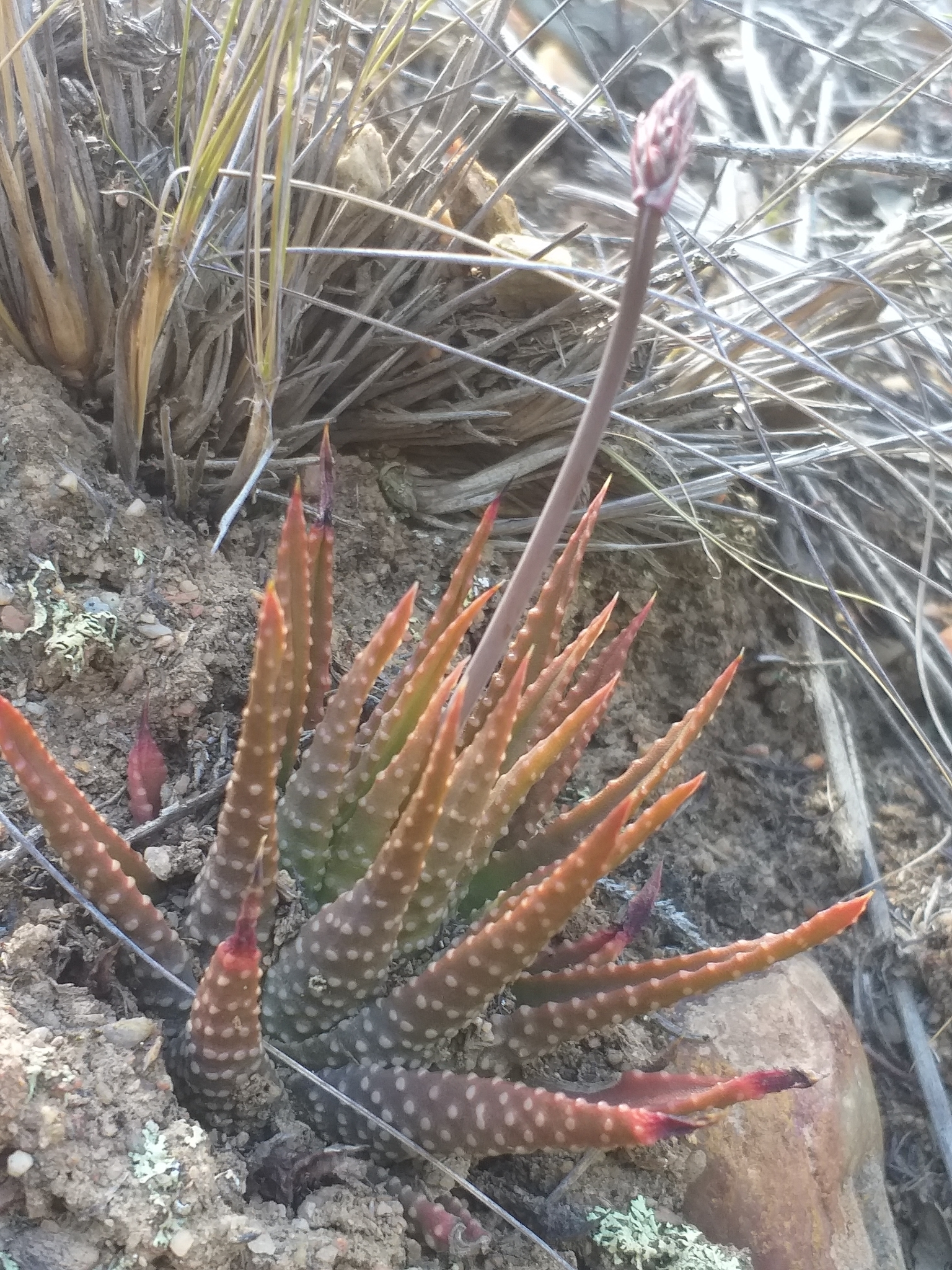 Tulista kingiana (Poelln.) Gideon F.Sm. & Molteno 3