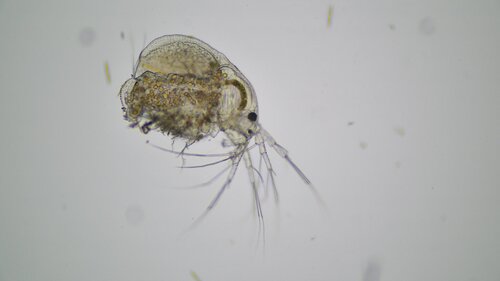 saw-backed mud-waterflea