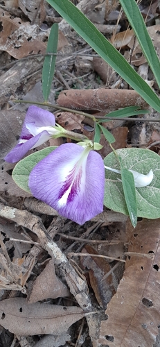 mauve bell (Clitoria guianensis)