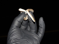Sonora taylori