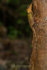 Acanthosaura lepidogaster