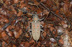Batocera