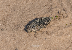 Chalcophora mariana