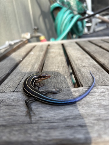 Broad-headed Skink observed by patriciaclayton