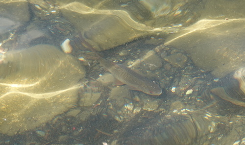 plotica obyčajná (Rutilus rutilus)