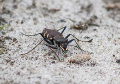 Cicindela sylvatica