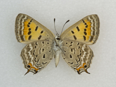 Tharsalea arota schellbachi