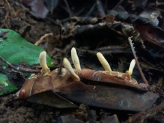 Beauveria locustiphila