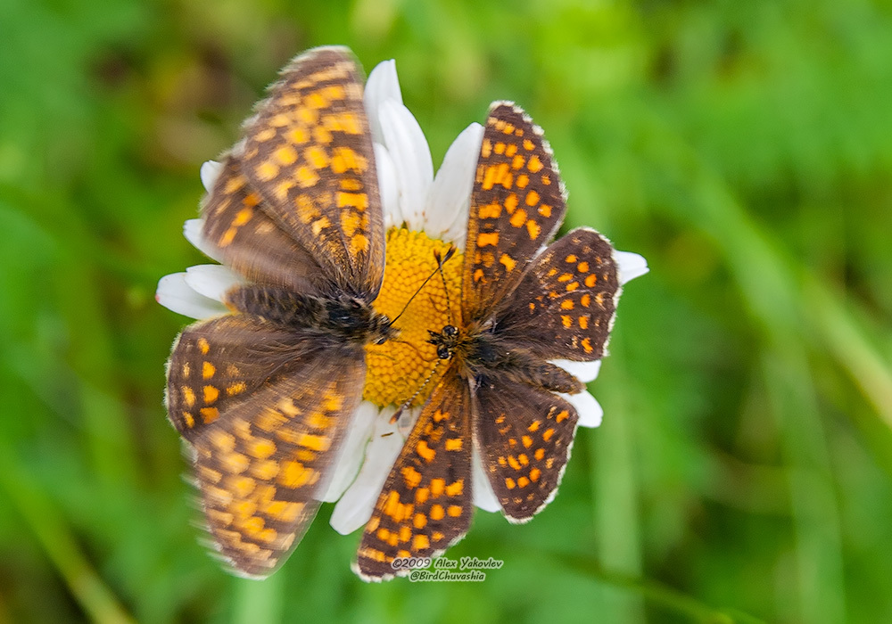Melitaea from Шемуршинский р-н, Чувашская Респ., Россия on June 18 ...