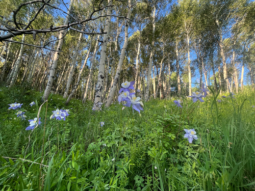 Aquilegia coerulea
