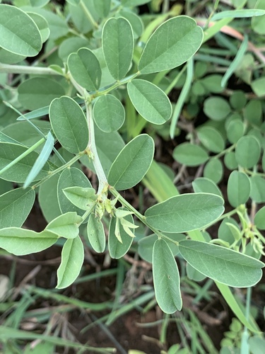 Indigofera schimperi image