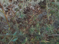 Salpianthus arenarius