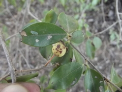 Psidium sartorianum