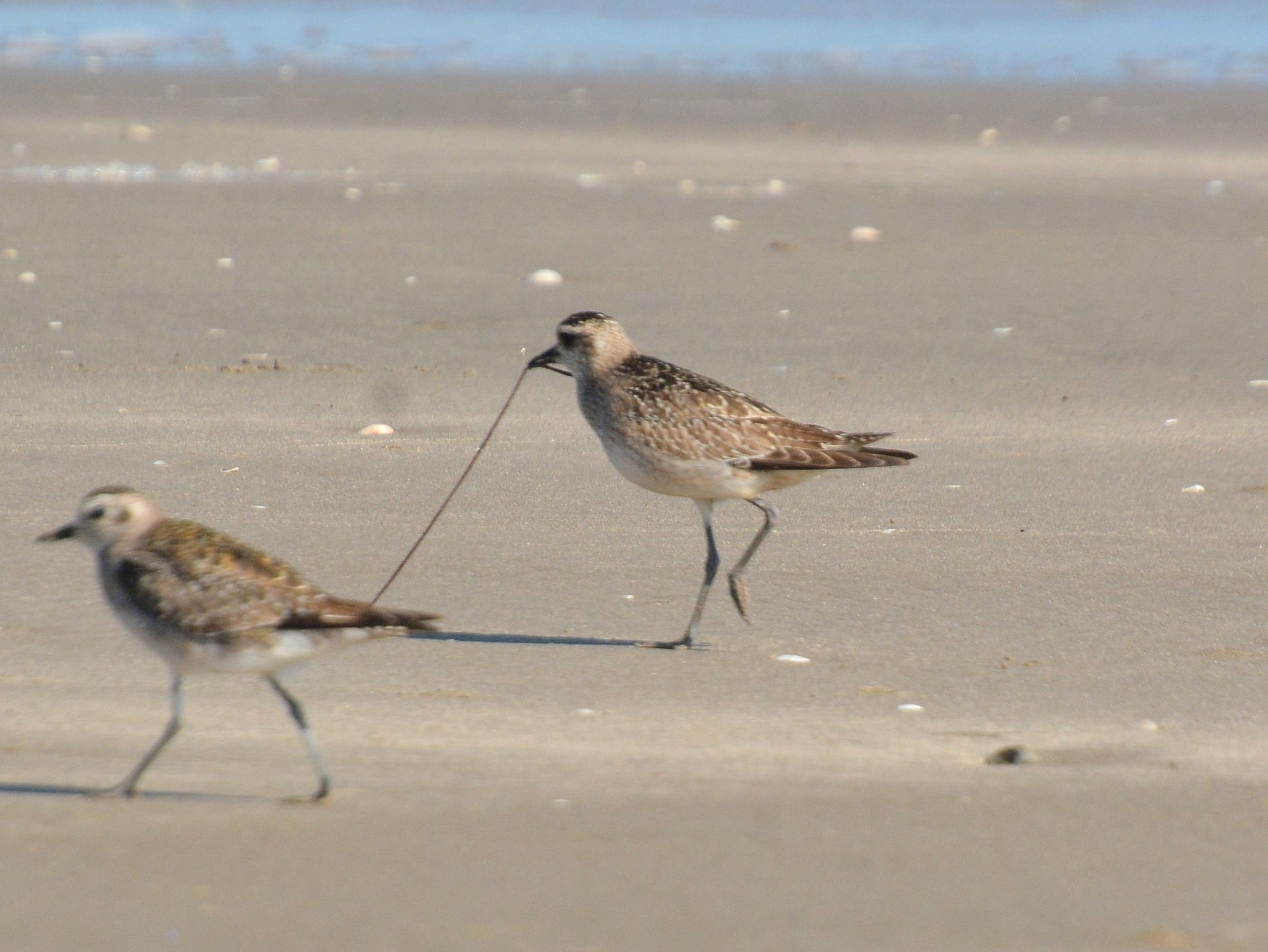 American Golden Plover