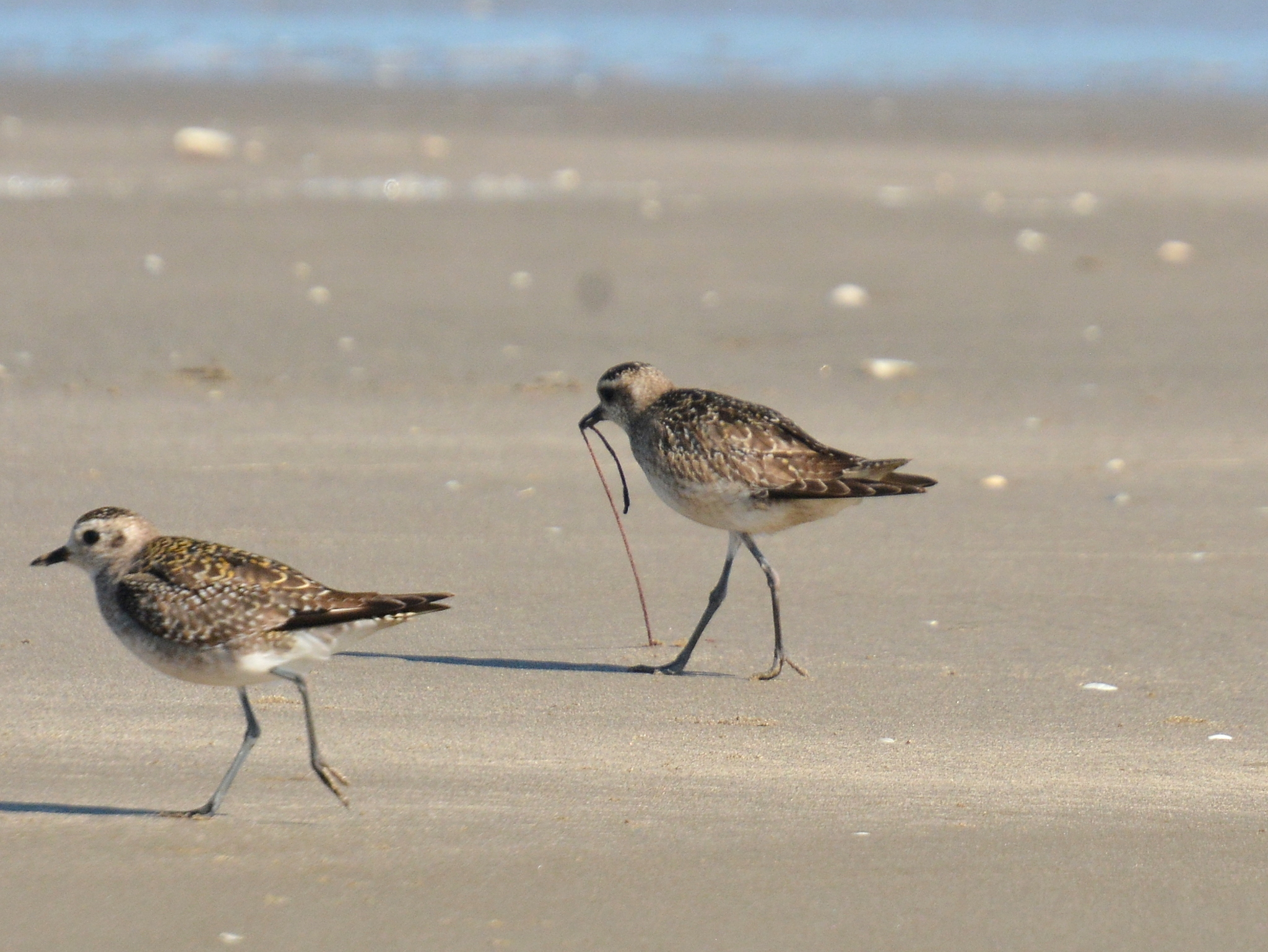 American Golden Plover