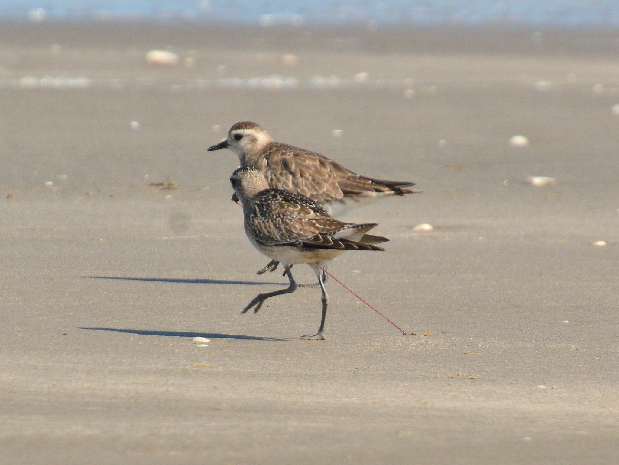 American Golden Plover