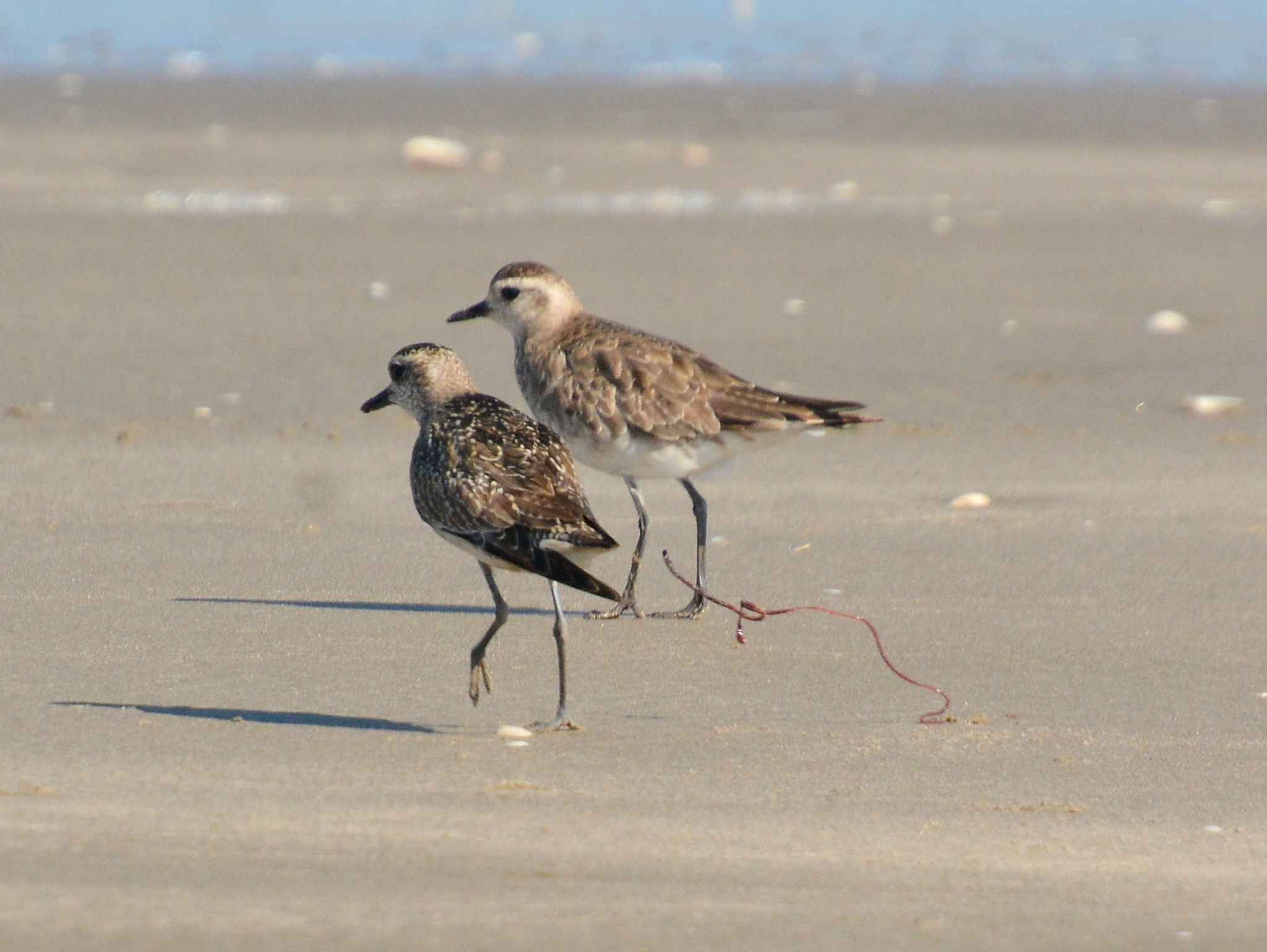 American Golden Plover