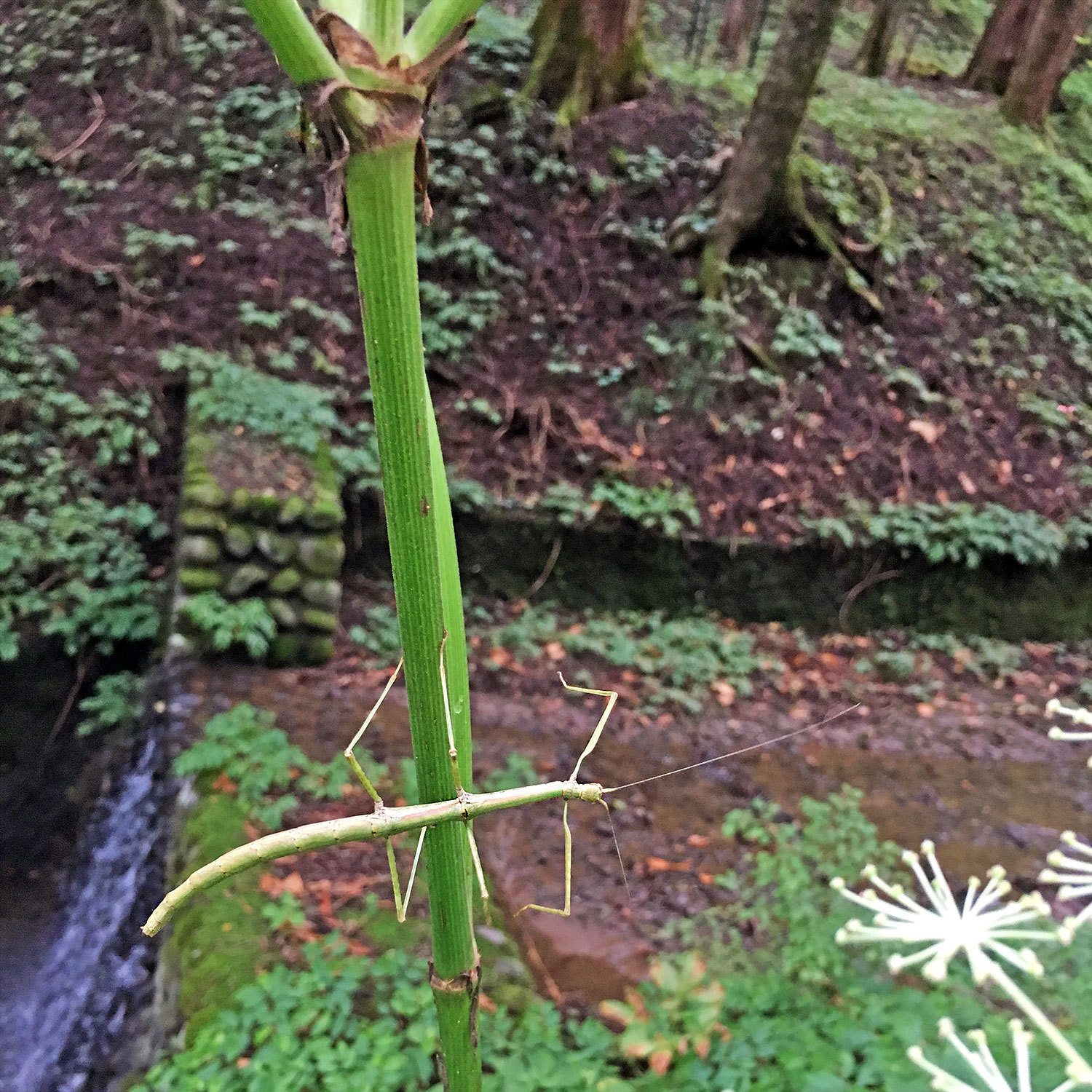 Phraortes elongatus (Thunberg, 1815)
