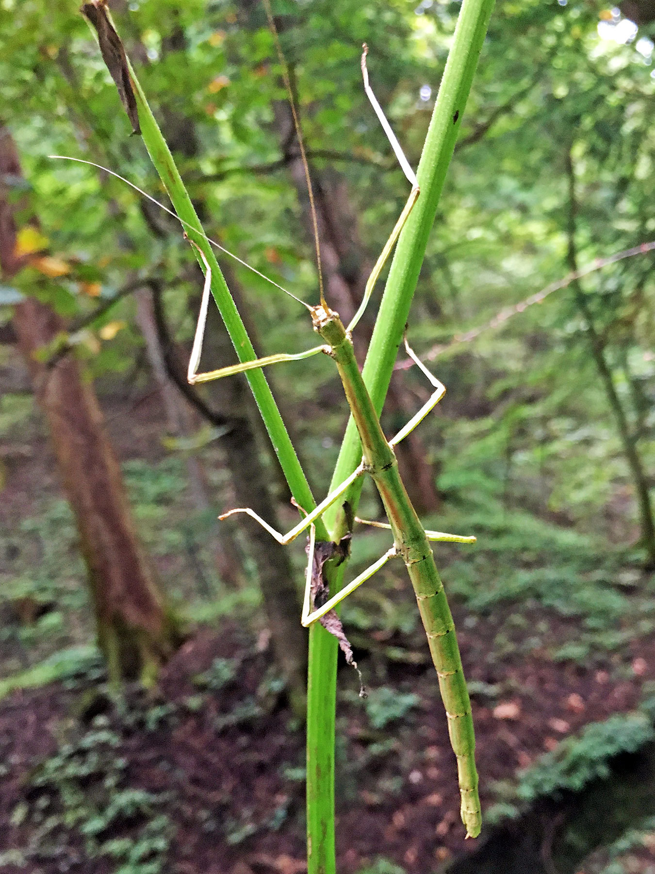 Phraortes elongatus (Thunberg, 1815)