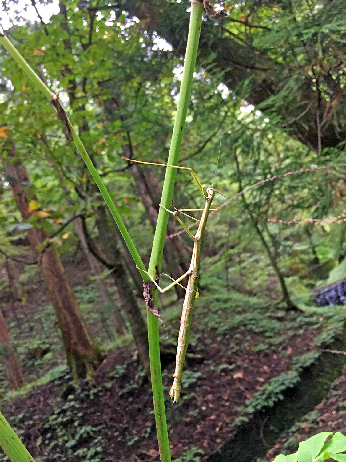Phraortes elongatus (Thunberg, 1815)