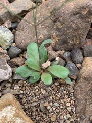 Paramollugo nudicaulis