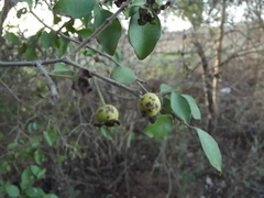 Psidium sartorianum